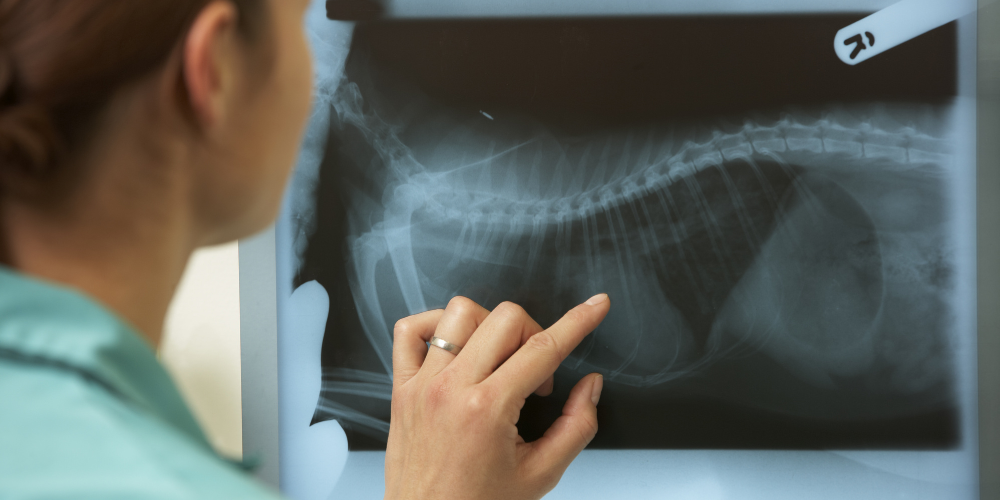 Orthopedic Surgical Kits from Vet Set: Enhancing Efficiency and Outcomes